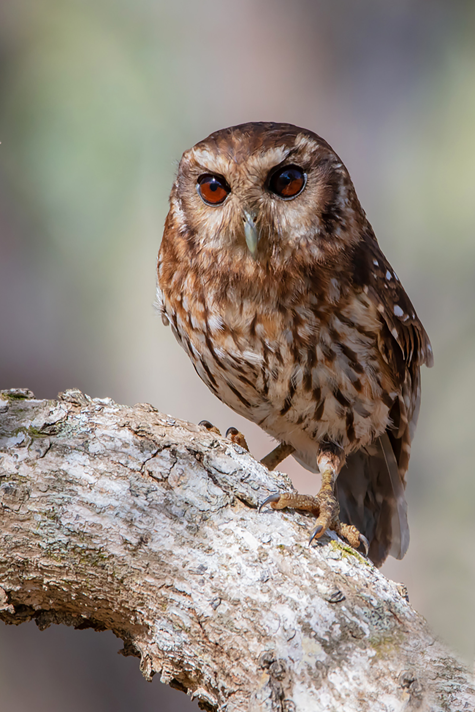 image Bare-legged Owl